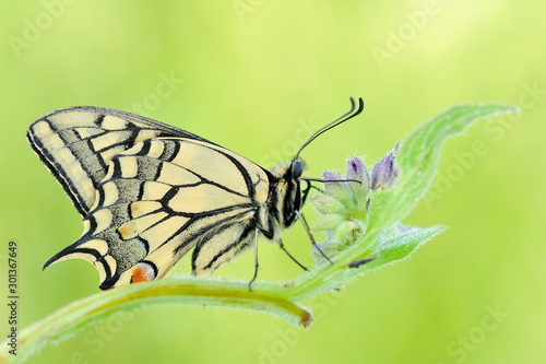 Papilio machaon © piotr