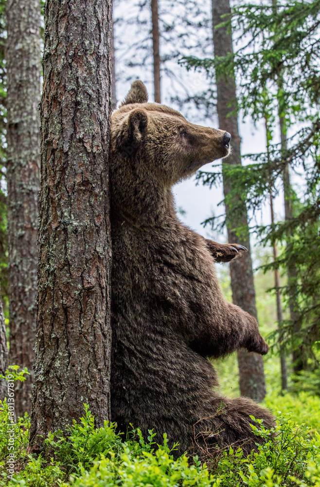 Fototapeta premium Brown bear sitting by a tree in a summer forest. Scientific name: Ursus Arctos ( Brown Bear). Green natural background. Natural habitat.