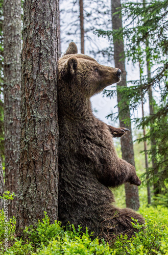 Brown bear sitting by a tree in a summer forest. Scientific name: Ursus Arctos ( Brown Bear). Green natural background. Natural habitat.