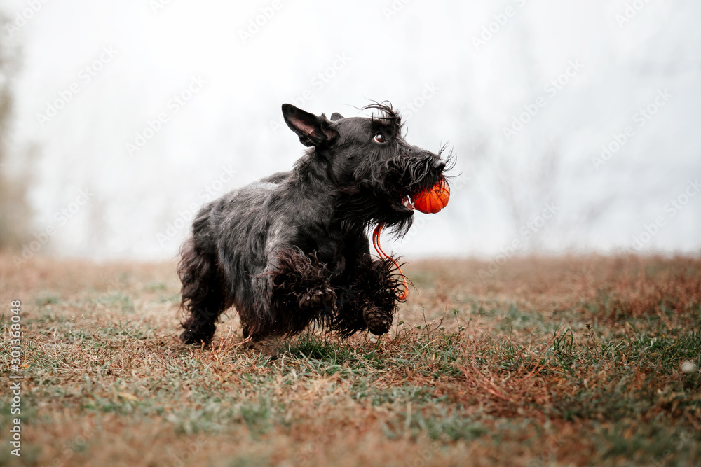 The Scottish Terrier dog at autumn - obrazy, fototapety, plakaty 