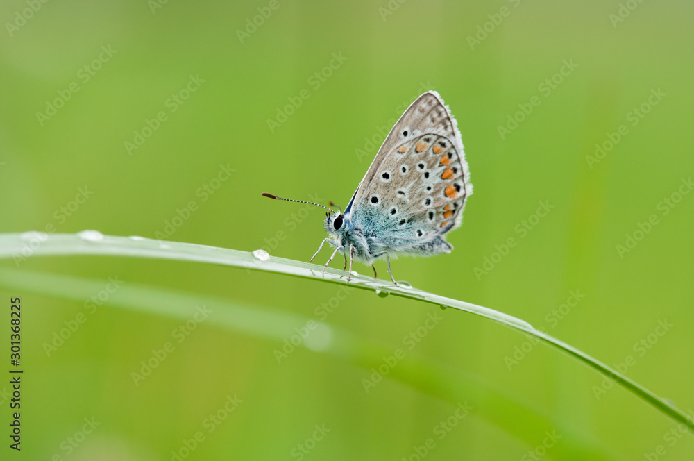 Obraz premium Phengaris