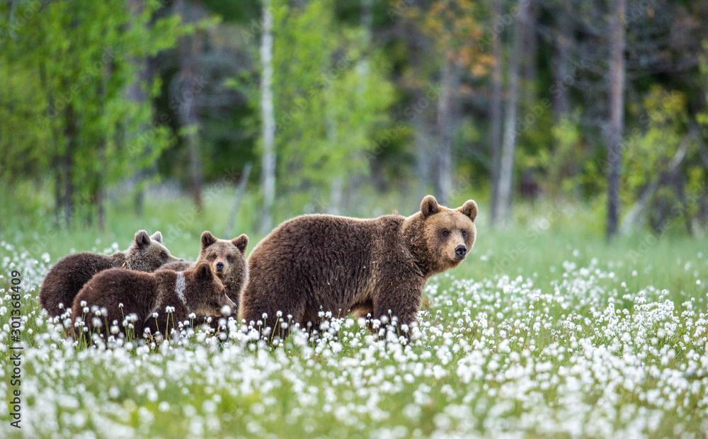 Naklejka premium She-bear and cubs. Brown Bears in the forest at summer time among white flowers. Scientific name: Ursus arctos. Natural habitat.