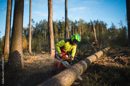 Logger man cutting a tree with chainsaw. Lumberjack working with chainsaw during a nice sunny day. Tree and nature. People at work.