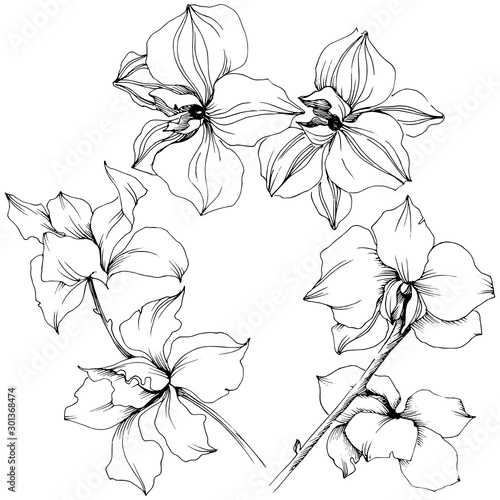 Vector orchid flowers. Floral botanical flower. Isolated illustration element.