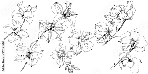 Vector orchid flowers. Floral botanical flower. Isolated illustration element.