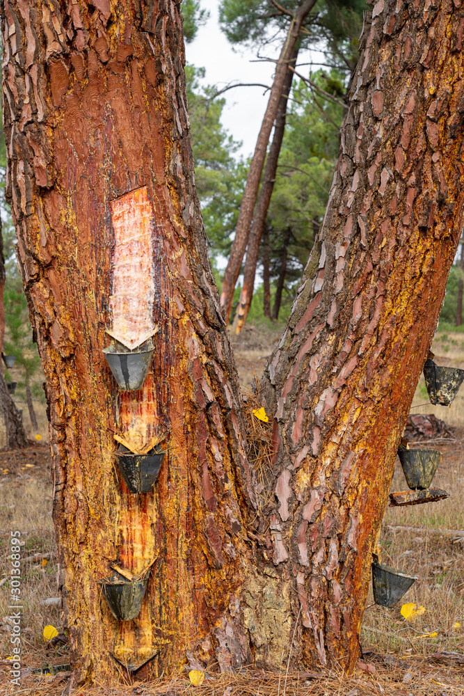 Mediterranean pines to collect resin, colophony. Mediterranean pines to collect resin, colophony.