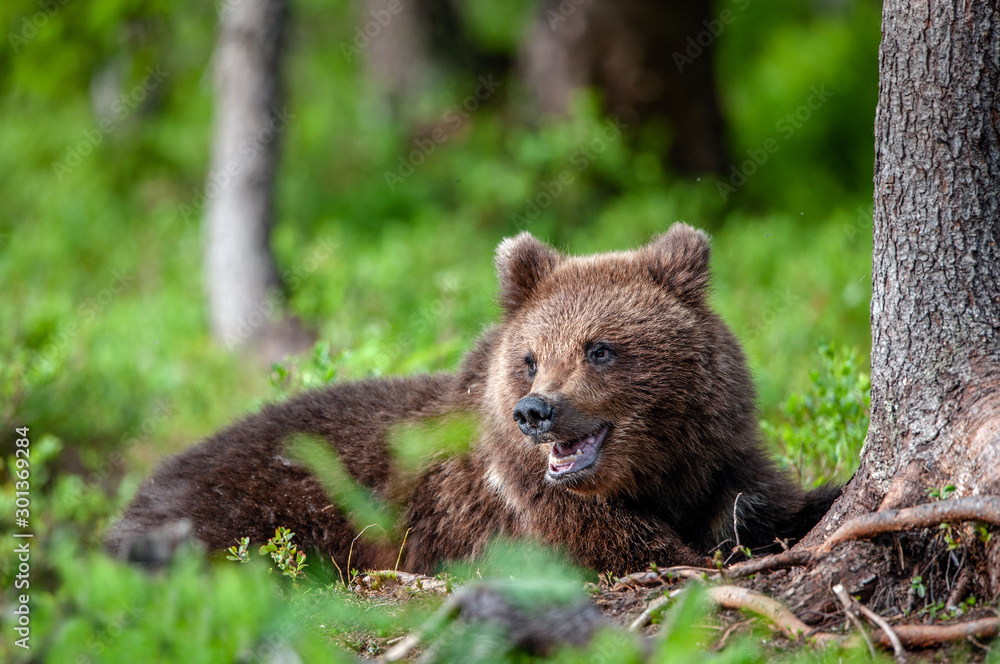 Obraz premium Close up portrait of Brown bear in the summer forest. Green forest natural background. Scientific name: Ursus arctos. Natural habitat.