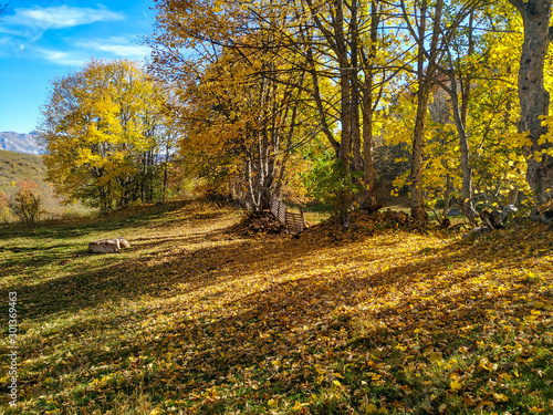 Serene shadowy meadow covered in golden yellow leaves surrounded by colorful trees during beautiful blue sky autumn fall day in fresh natural air