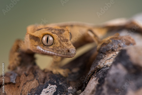 crested gecko photo