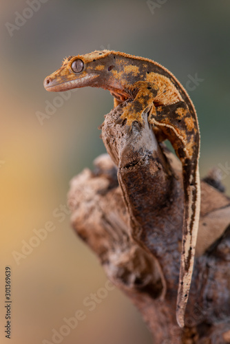 crested gecko