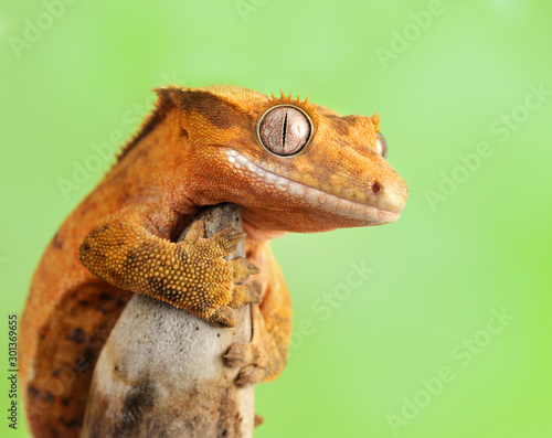 crested gecko