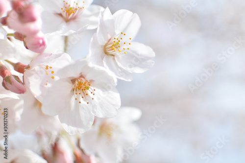 Fototapeta Naklejka Na Ścianę i Meble -  Cherry blossom, spring has come