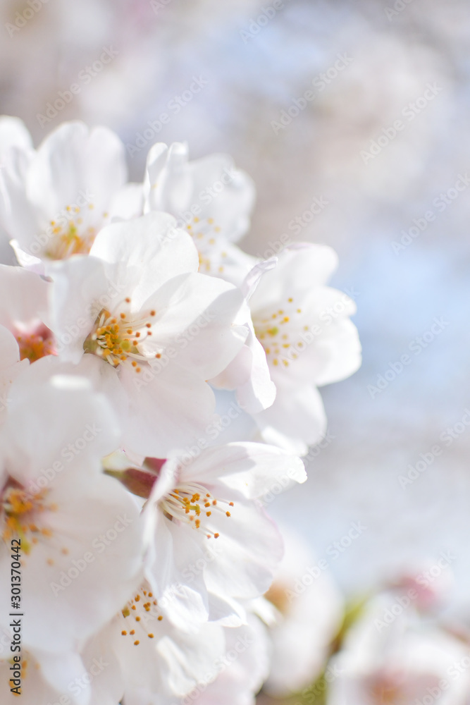 Cherry blossom, spring has come