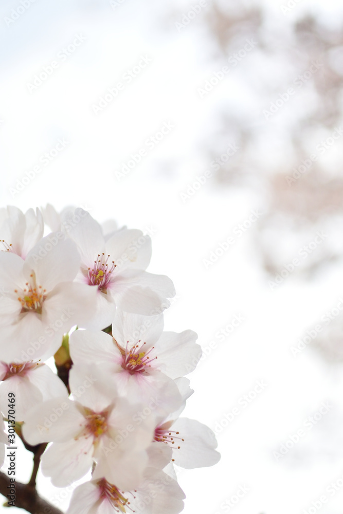 Cherry blossom, spring has come Cherry blossom, spring has come