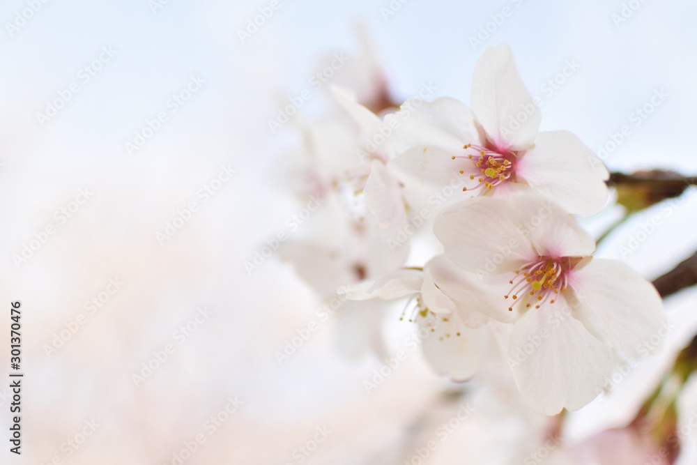 Cherry blossom, spring has come