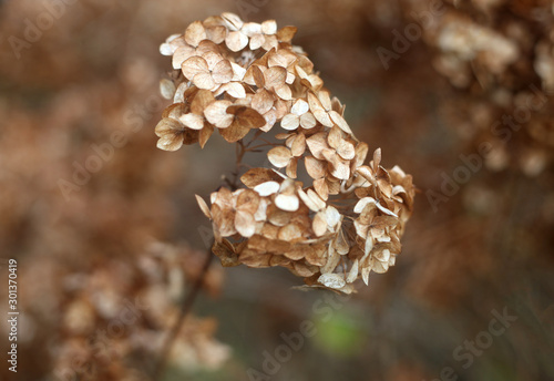 Dry brown hydrangea flowers bush in the garden. Floral autumn background.