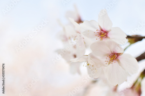Cherry blossom  spring has come