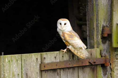 Barn Owl (Tyto Alba) sitting on the door of an old farm building.  Taken in the mid-Wales countryside UK.