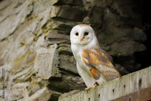 Fototapeta Naklejka Na Ścianę i Meble -  Barn Owl (Tyto Alba) sitting on the door of an old farm building.  Taken in the mid-Wales countryside UK.