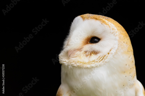 Close up head and shoulders portrait of a Barn Owl (Tyto Alba). Taken in the mid-Wales countryside UK.