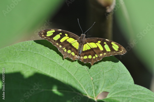 Papillon sur une feuille, Costa Rica