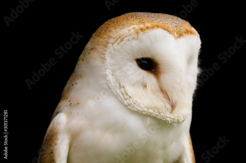 Close up head and shoulders portrait of a Barn Owl (Tyto Alba).  Taken in the mid-Wales countryside UK.