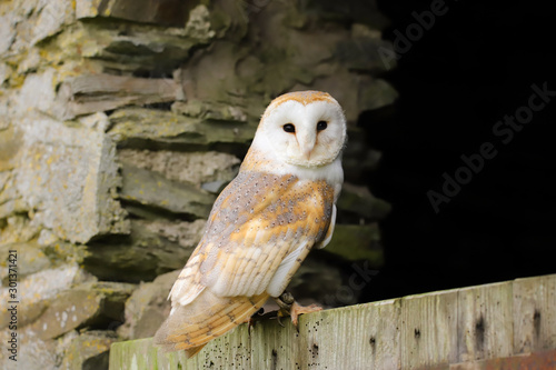 Barn Owl (Tyto Alba) sitting on the door of an old farm building. Taken in the mid-Wales countryside UK.