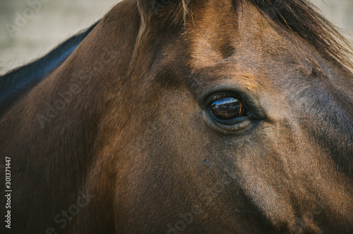 Eye of brown horse detail