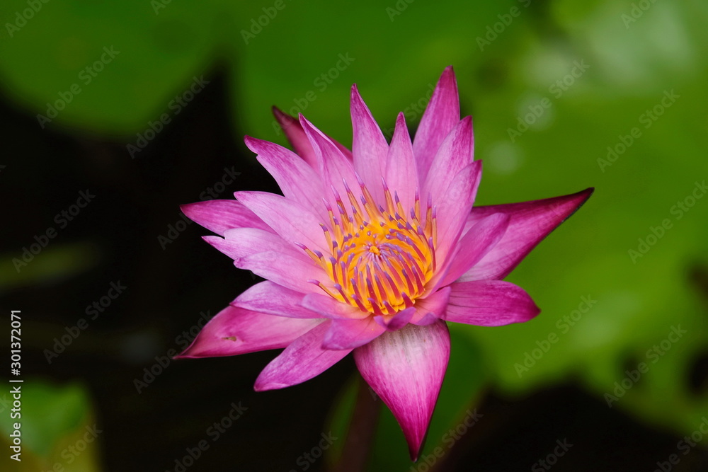 Colorful lotus flowers in the garden Colorful lotus flowers in the garden