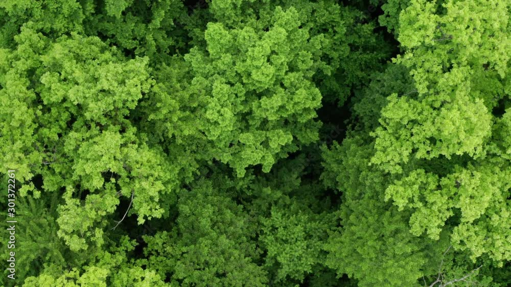 Spring, around the green foliage blossomed. Green beautiful young trees. Aerial view forest. You can use this footage as an amazon forest or any other green forest. Spring, around the green foliage blossomed. Green beautiful young trees. Aerial view forest. You can use this footage as an amazon forest or any other green forest.