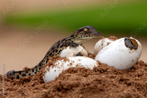 Nile Crocodile baby, hatchling, eggs, newborn, hatching