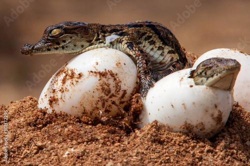 Nile Crocodile baby, hatchling, eggs, newborn, hatching