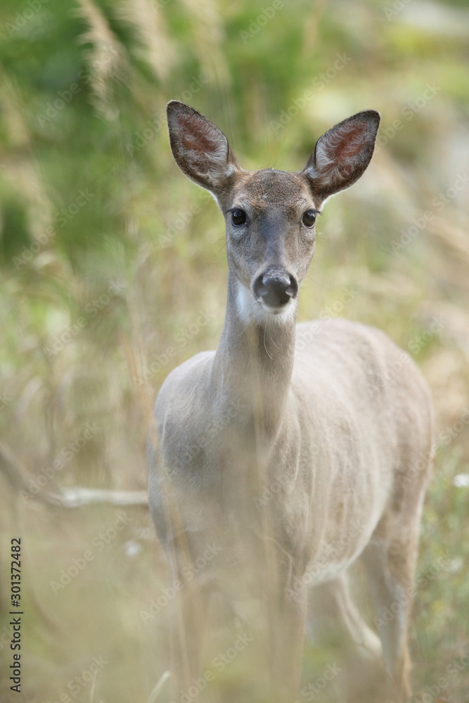 white tailed deer