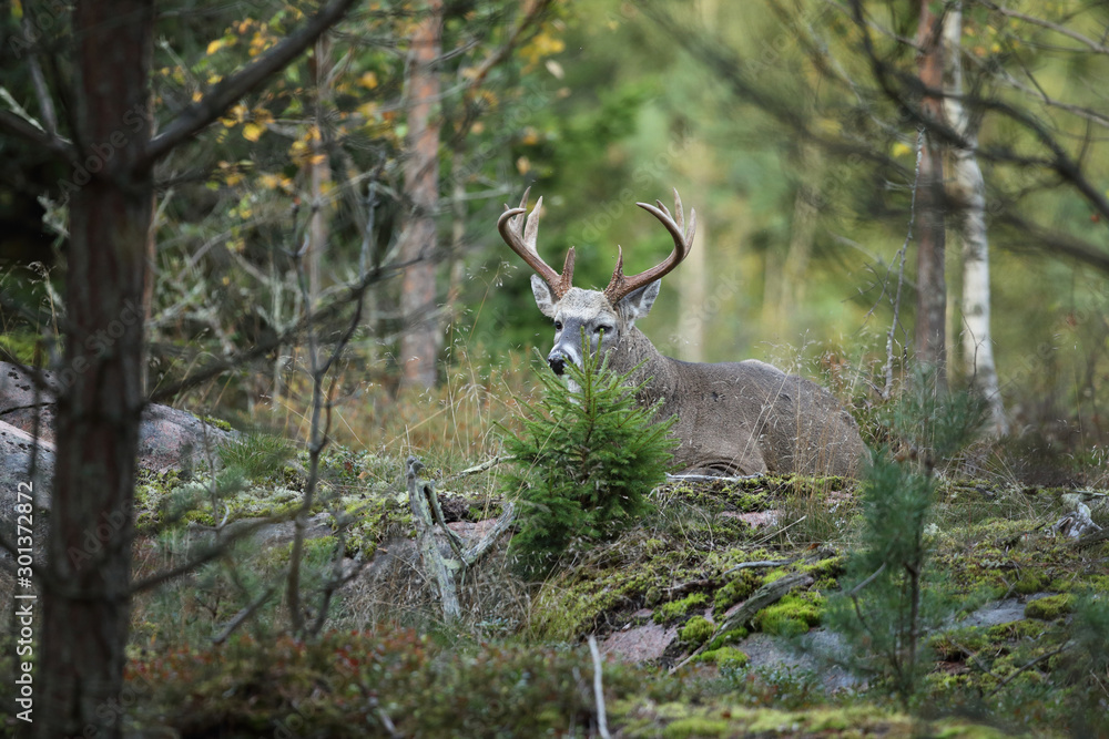 white tailed deer white tailed deer