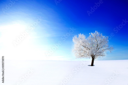 Winter landscape background. Single frozen tree in a solitude in a winter snow field on blue sky background Nature