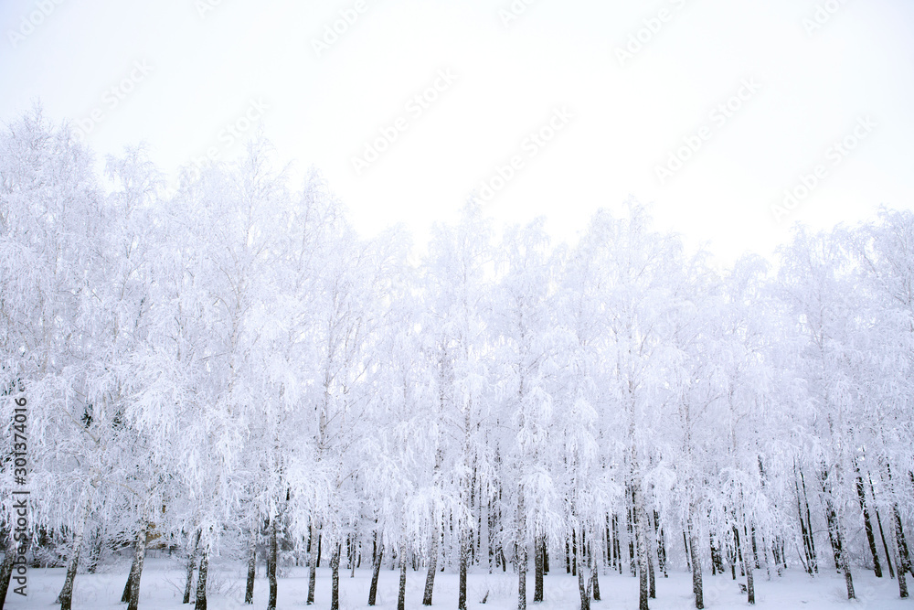 Frozen trees covered with snow in the winter park Nature Frozen trees covered with snow in the winter park Nature
