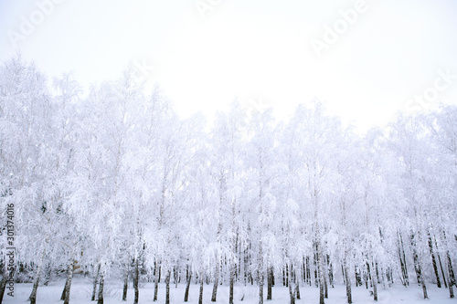 Frozen trees covered with snow in the winter park Nature