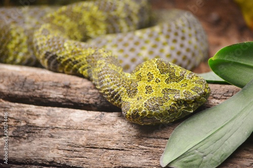 green snake called Mangshan pitviper photo