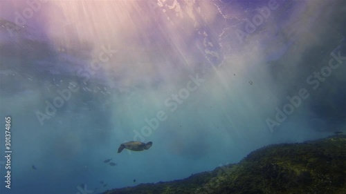 Sea Turtle. Green Turtle Swimming In Beautiful Sun Rays On Peaceful Rocky Coral Reef & Dramatic Sunlit Sea Surface & Blue Sea Water Waves. Graceful Aquatic Marine Turtle & Marine Life Underwater
