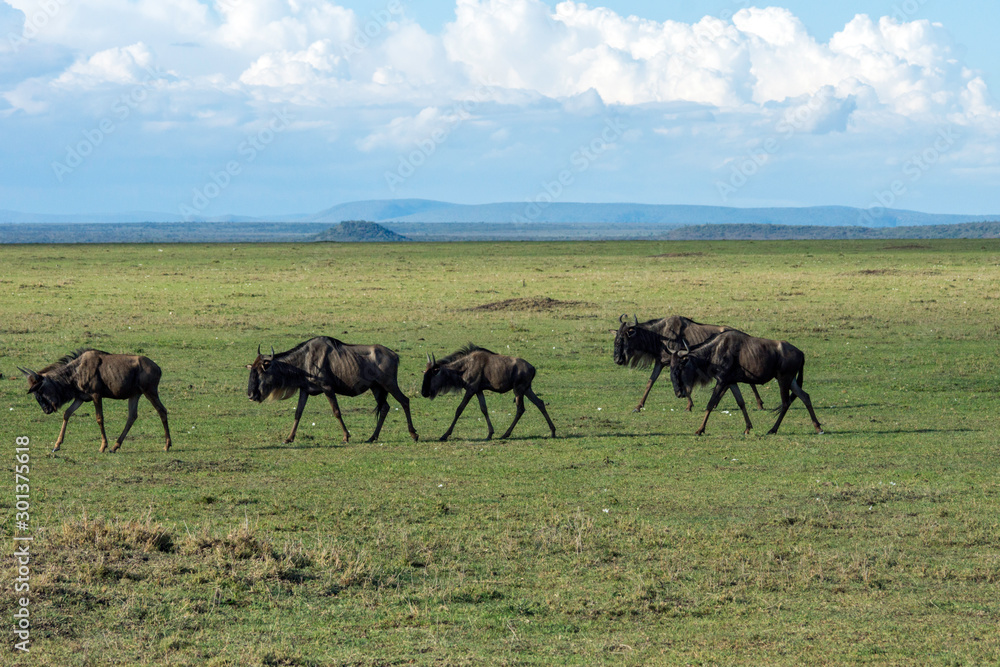 Wildebeest herd walking on the great plains of masai mara in kenya. Wildlife and moment concept. Wildebeest herd walking on the great plains of masai mara in kenya. Wildlife and moment concept.