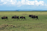 Wildebeest herd walking on the great plains of masai mara in kenya. Wildlife and moment concept.