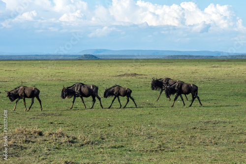 Fototapeta Naklejka Na Ścianę i Meble -  Wildebeest herd walking on the great plains of masai mara in kenya. Wildlife and moment concept.
