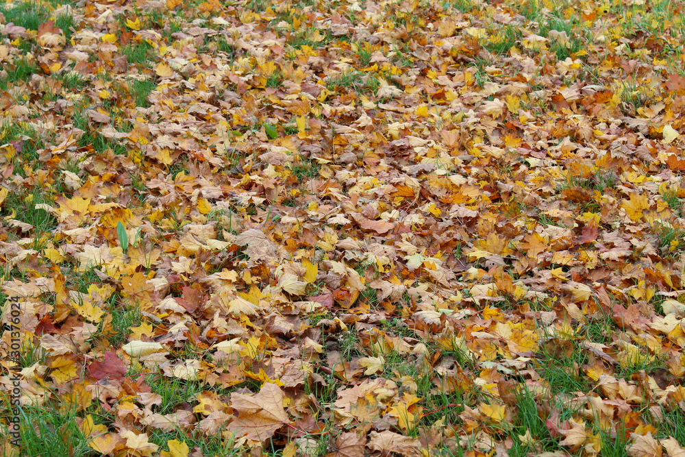 Yellow autumn maple leaves on green grass in October Yellow autumn maple leaves on green grass in October