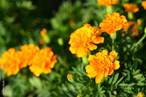 Close-up photos of yellow flowers in the park