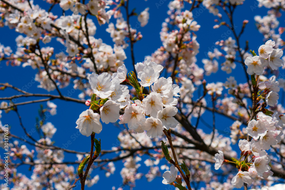 Obraz premium Blooming japanese sakura