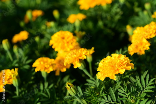 Close-up photos of yellow flowers in the park