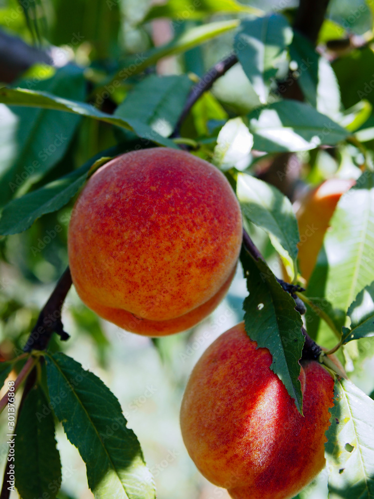 Peaches - large, ripe fruit hanging on a branch among the green foliage, on a blurred background, on a Sunny summer day. 