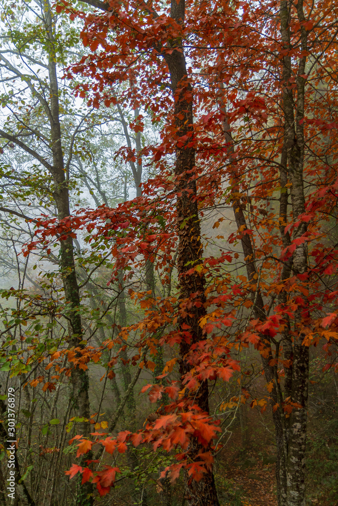 Hojas rojas en las ramas de los árboles en otoño Hojas rojas en las ramas de los árboles en otoño