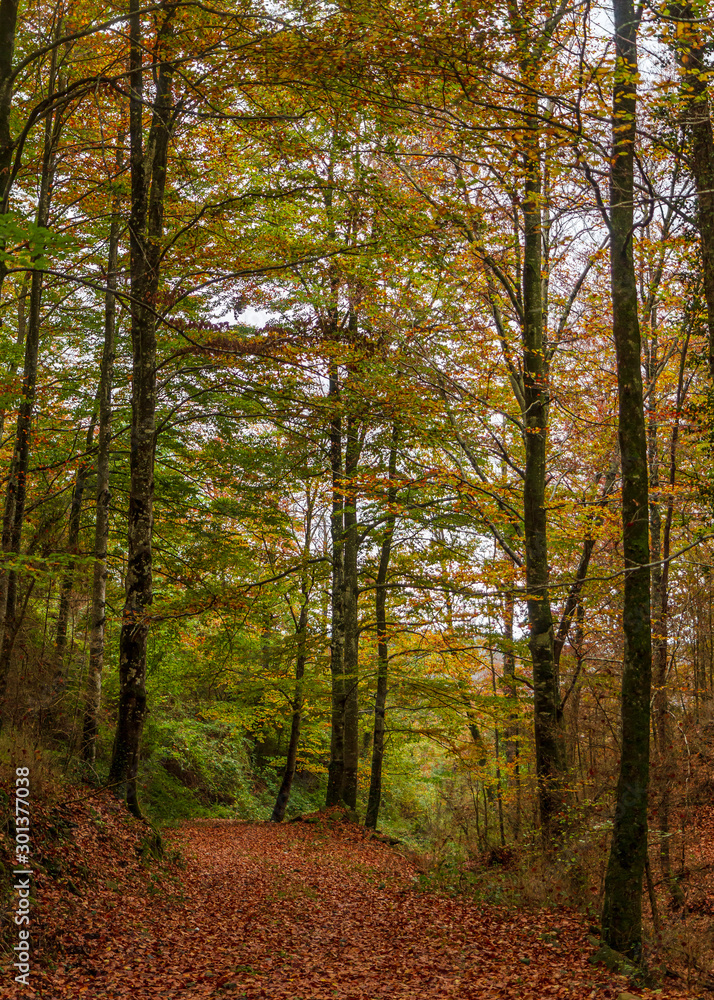 Camino de un bosque en otoño
