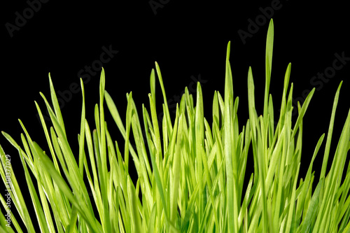 close up of green blades of grass on black background